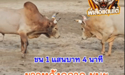 คลิปวัวชนย้อนหลัง ผลการชน โหนดลังสาดขาว (ไอ้ขาว) VS ขาวงามทีเด็ดลูกเพชรช้างซ้าย (ไอ้ขาวหลังกลาก)