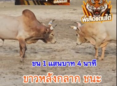 คลิปวัวชนย้อนหลัง ผลการชน โหนดลังสาดขาว (ไอ้ขาว) VS ขาวงามทีเด็ดลูกเพชรช้างซ้าย (ไอ้ขาวหลังกลาก)