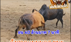 คลิปวัวชนย้อนหลัง ผลการชน โหนดงามธนูเพชร (พัทลุง) VS ลังสาดแมมมอส