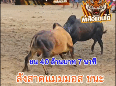 คลิปวัวชนย้อนหลัง ผลการชน โหนดงามธนูเพชร (พัทลุง) VS ลังสาดแมมมอส