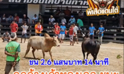คลิปวัวชนย้อนหลัง ผลการชน ขาวหินเจีย VS ดุกด้างเจ้าทองเอก (ไอดื้อ)
