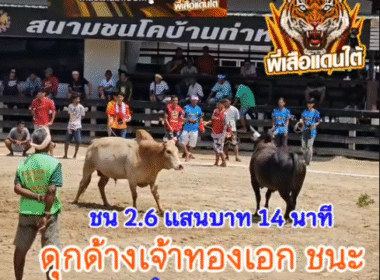 คลิปวัวชนย้อนหลัง ผลการชน ขาวหินเจีย VS ดุกด้างเจ้าทองเอก (ไอดื้อ)