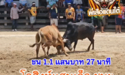 คลิปวัวชนย้อนหลัง ผลการชน  เอราวัณ (ปานขาว) VS ท้องลายเพชรดาวรุ่ง (สิงห์แสนเล็ก)