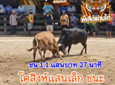 คลิปวัวชนย้อนหลัง ผลการชน  เอราวัณ (ปานขาว) VS ท้องลายเพชรดาวรุ่ง (สิงห์แสนเล็ก)