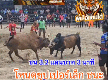 คลิปวัวชนย้อนหลัง ผลการชน โหนดซุปเปอร์เล็กเกียรติหมู่ 8 (ตัวเล็ก) VS ลังสาดงามเพชรภูผาเพชรพยัคฆ์นำชัย (ขุนแผน)