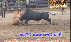 คลิปวัวชนย้อนหลัง ผลการชน แดงงามอัศวินเก้าดาว (เซเว่น) VS ดุกด้างแซมเหลี่ยมเพชรพยัคฆ์สิงห์ตะวันฉาย (ไอ้เอียด)