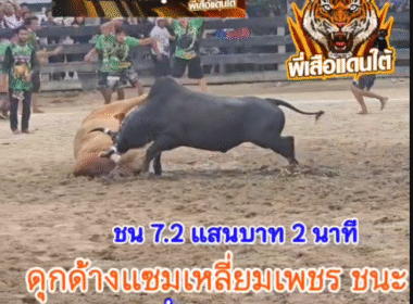คลิปวัวชนย้อนหลัง ผลการชน แดงงามอัศวินเก้าดาว (เซเว่น) VS ดุกด้างแซมเหลี่ยมเพชรพยัคฆ์สิงห์ตะวันฉาย (ไอ้เอียด)
