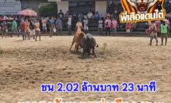 คลิปวัวชนย้อนหลัง ผลการชน ดุกด้างแซมเจ้าเสน่ห์ (รถเหล็ก) VS ขาวธงชัย ส.พูลทรัพย์เพชรรุ่งเรื่อง (คุณธงชัย)