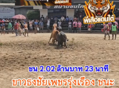 คลิปวัวชนย้อนหลัง ผลการชน ดุกด้างแซมเจ้าเสน่ห์ (รถเหล็ก) VS ขาวธงชัย ส.พูลทรัพย์เพชรรุ่งเรื่อง (คุณธงชัย)