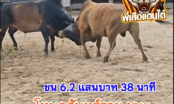 คลิปวัวชนย้อนหลัง ผลการชน ลังสาดเพชรสุริยะยอดนักสู้ VS โหนดจันทร์ฉายพลายพยัคฆ์ (ไวกิ้ง)