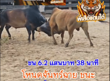 คลิปวัวชนย้อนหลัง ผลการชน ลังสาดเพชรสุริยะยอดนักสู้ VS โหนดจันทร์ฉายพลายพยัคฆ์ (ไวกิ้ง)