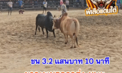 คลิปวัวชนย้อนหลัง ผลการชน โสรยา VS โหนดงามบรรลือทรัพย์ (หมูบิน)