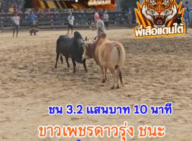 คลิปวัวชนย้อนหลัง ผลการชน โสรยา VS โหนดงามบรรลือทรัพย์ (หมูบิน)