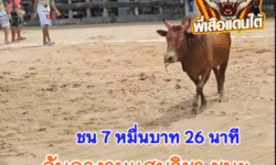 คลิปวัวชนย้อนหลัง ผลการชน โคลังสาดชาติพยัคฆ์ยอดพิชิตชัย (อ้ายโตใยมัน) VS โคโหนดงามปราบปรามเล็ก (ไอ้โต)