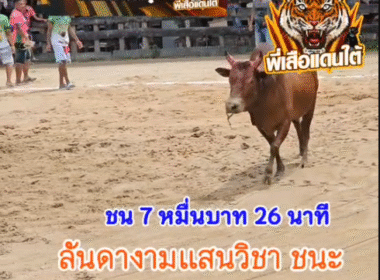 คลิปวัวชนย้อนหลัง ผลการชน โคลังสาดชาติพยัคฆ์ยอดพิชิตชัย (อ้ายโตใยมัน) VS โคโหนดงามปราบปรามเล็ก (ไอ้โต)