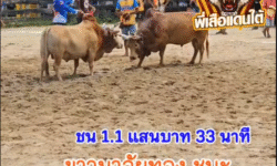 คลิปวัวชนย้อนหลัง ผลการชน โคแดงเหลี่ยมเพชรพยัคฆ์แสนชัย (อ้ายทอง) VS โคขาวมาลัยทอง (อ้ายกางหลาง)