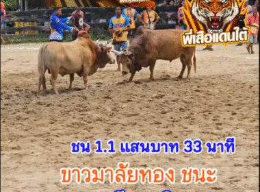 คลิปวัวชนย้อนหลัง ผลการชน โคแดงเหลี่ยมเพชรพยัคฆ์แสนชัย (อ้ายทอง) VS โคขาวมาลัยทอง (อ้ายกางหลาง)