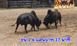 คลิปวัวชนย้อนหลัง ผลการชน โคดำน้อยพีเค VS โคโหนดยอดขุนพล (อ้ายลูกหมี)