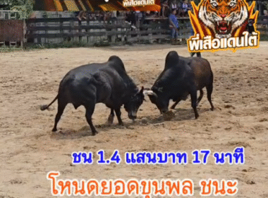คลิปวัวชนย้อนหลัง ผลการชน โคดำน้อยพีเค VS โคโหนดยอดขุนพล (อ้ายลูกหมี)