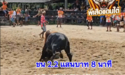 คลิปวัวชนย้อนหลัง ผลการชน โหนดพันพยัคฆ์ (อ้ายหูเติบ) VS โคแดงรุนแรงแสนทะท้าน (เหนียวปิ้ง)