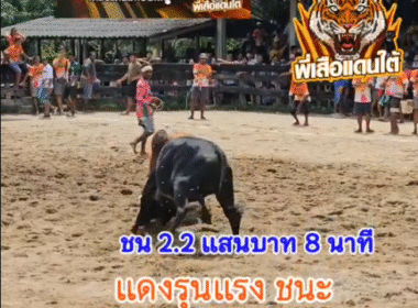 คลิปวัวชนย้อนหลัง ผลการชน โหนดพันพยัคฆ์ (อ้ายหูเติบ) VS โคแดงรุนแรงแสนทะท้าน (เหนียวปิ้ง)