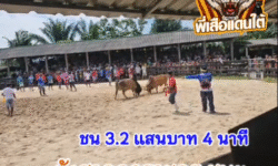 คลิปวัวชนย้อนหลัง ผลการชน โคลังสาดเเซมลูกราชครู (อ้ายสำออย) VS โคแดงงามเทพบุตรสุดหล่อ (อ้ายหล่อ)