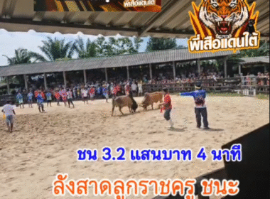คลิปวัวชนย้อนหลัง ผลการชน โคลังสาดเเซมลูกราชครู (อ้ายสำออย) VS โคแดงงามเทพบุตรสุดหล่อ (อ้ายหล่อ)