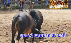 คลิปวัวชนย้อนหลัง ผลการชน โคโหนดแสนสิงห์ (อ้ายแสน) VS โคดุกด้างเหลี่ยมพยัคฆ์เพชรคอเคี่ยม(กุ้งกิ้งสายแขวะ)