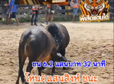 คลิปวัวชนย้อนหลัง ผลการชน โคโหนดแสนสิงห์ (อ้ายแสน) VS โคดุกด้างเหลี่ยมพยัคฆ์เพชรคอเคี่ยม(กุ้งกิ้งสายแขวะ)