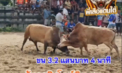 คลิปวัวชนย้อนหลัง ผลการชน โคขาวพูลลาภทายาทเจ้าปัญญา (บิ๊กจิ๋ว) VS โคลันดาสิงห์โตหิน