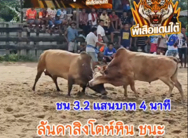 คลิปวัวชนย้อนหลัง ผลการชน โคขาวพูลลาภทายาทเจ้าปัญญา (บิ๊กจิ๋ว) VS โคลันดาสิงห์โตหิน