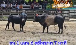 คลิปวัวชนย้อนหลัง ผลการชน โหนดงามเพชฌฆาตทายาทจากั้ว  VS โหนดงามใจเด็ดเพชรนาหว้า (ไอ้ขวัญ)