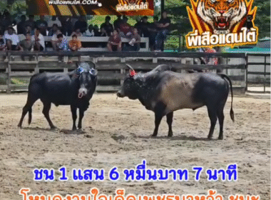 คลิปวัวชนย้อนหลัง ผลการชน โหนดงามเพชฌฆาตทายาทจากั้ว  VS โหนดงามใจเด็ดเพชรนาหว้า (ไอ้ขวัญ)
