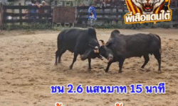คลิปวัวชนย้อนหลัง ผลการชน โคดุกด้างเพชรชูชัย (ไอ้ท่อม) VS โคดุกด้างวันชนะ