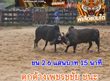 คลิปวัวชนย้อนหลัง ผลการชน โคดุกด้างเพชรชูชัย (ไอ้ท่อม) VS โคดุกด้างวันชนะ