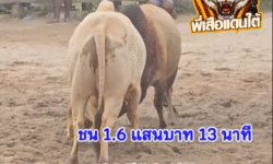 คลิปวัวชนย้อนหลัง ผลการชน โคขาวสิงห์ตะวันฉาย (ขาวสตูล) VS โคลังสาดยอดดาราชัย (ต้นกล้า)