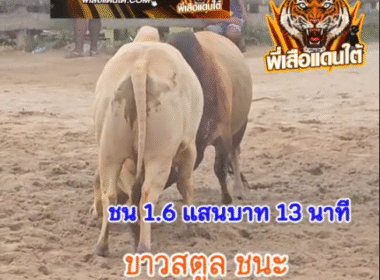 คลิปวัวชนย้อนหลัง ผลการชน โคขาวสิงห์ตะวันฉาย (ขาวสตูล) VS โคลังสาดยอดดาราชัย (ต้นกล้า)