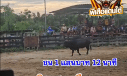 คลิปวัวชนย้อนหลัง ผลการชน โคโหนดสุดรักพยัคฆ์สุดโหด (จอมโหด) VS โคนิลงามกะรัตเพชร (เเสงมณี)