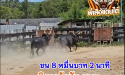 คลิปวัวชนย้อนหลัง ผลการชน โคดุกด้างสิงห์สองเล (สองเล) VS โคนิลพลังชัย (อ้ายจุก)