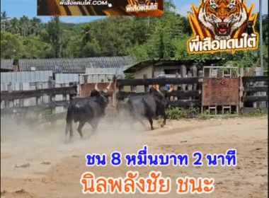 คลิปวัวชนย้อนหลัง ผลการชน โคดุกด้างสิงห์สองเล (สองเล) VS โคนิลพลังชัย (อ้ายจุก)