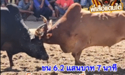 คลิปวัวชนย้อนหลัง ผลการชน โคแดงงามแสนเชิงเล็ก (หัวมัน) VS โคโหนดแสนเหลี่ยมเพชรอ่าวทอง