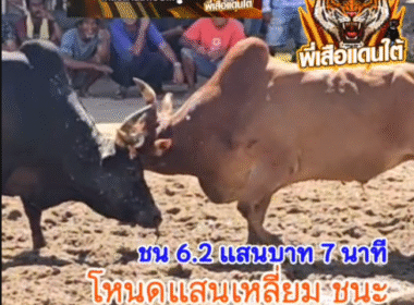 คลิปวัวชนย้อนหลัง ผลการชน โคแดงงามแสนเชิงเล็ก (หัวมัน) VS โคโหนดแสนเหลี่ยมเพชรอ่าวทอง