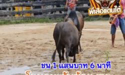 คลิปวัวชนย้อนหลัง ผลการชน  โคดุกด้างยอดวิชาดาราบ้านสิเหร่ (ถุงเงิน) VS โคโหนดมะกันน้อย