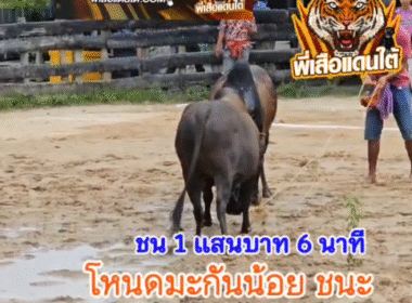 คลิปวัวชนย้อนหลัง ผลการชน  โคดุกด้างยอดวิชาดาราบ้านสิเหร่ (ถุงเงิน) VS โคโหนดมะกันน้อย