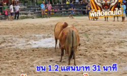 คลิปวัวชนย้อนหลัง ผลการชน โคขาวงามยอดก้องเกียรติ (ขาวหล่อ) VS โคลังสาดลูกมหาดไทย (ไอ้ไข่)