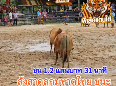 คลิปวัวชนย้อนหลัง ผลการชน โคขาวงามยอดก้องเกียรติ (ขาวหล่อ) VS โคลังสาดลูกมหาดไทย (ไอ้ไข่)