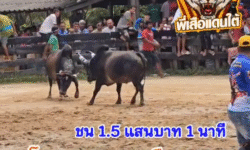 คลิปวัวชนย้อนหลัง ผลการชน โคโหนดงามเพชรมือสอง (ลูกพริก) VS โคลายพันธ์เพชร (ไอ้ลาย)