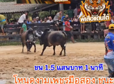 คลิปวัวชนย้อนหลัง ผลการชน โคโหนดงามเพชรมือสอง (ลูกพริก) VS โคลายพันธ์เพชร (ไอ้ลาย)