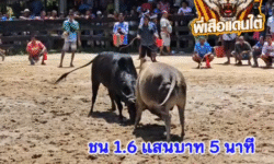 คลิปวัวชนย้อนหลัง ผลการชน โคลังสาดเขี้ยวราชสีห์นารีอุปถัมป์ VS โคดุกด้างเพชรณรงค์ชัยขวัญใจโล่ทองคำ
