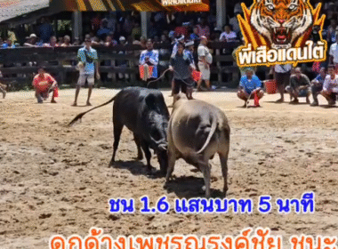 คลิปวัวชนย้อนหลัง ผลการชน โคลังสาดเขี้ยวราชสีห์นารีอุปถัมป์ VS โคดุกด้างเพชรณรงค์ชัยขวัญใจโล่ทองคำ